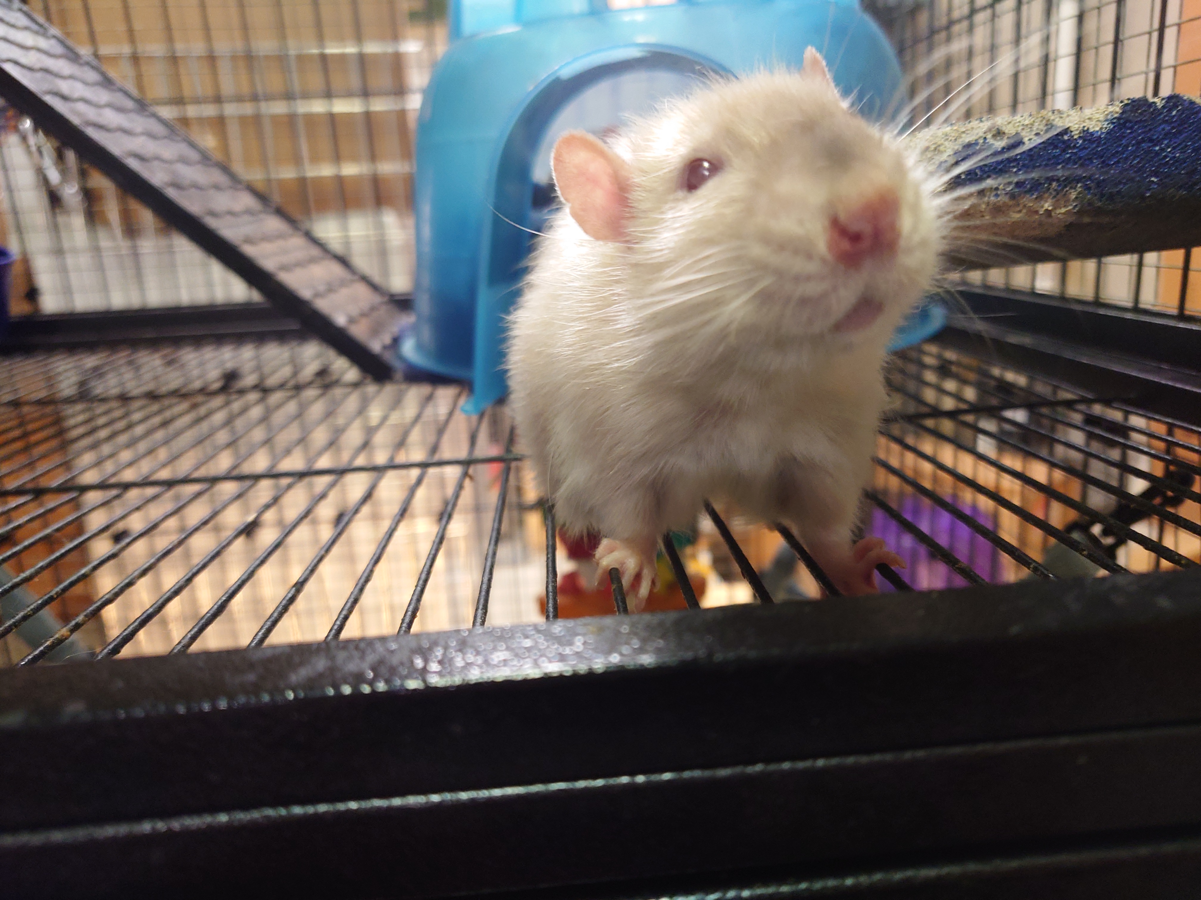 Chestnut's best photo