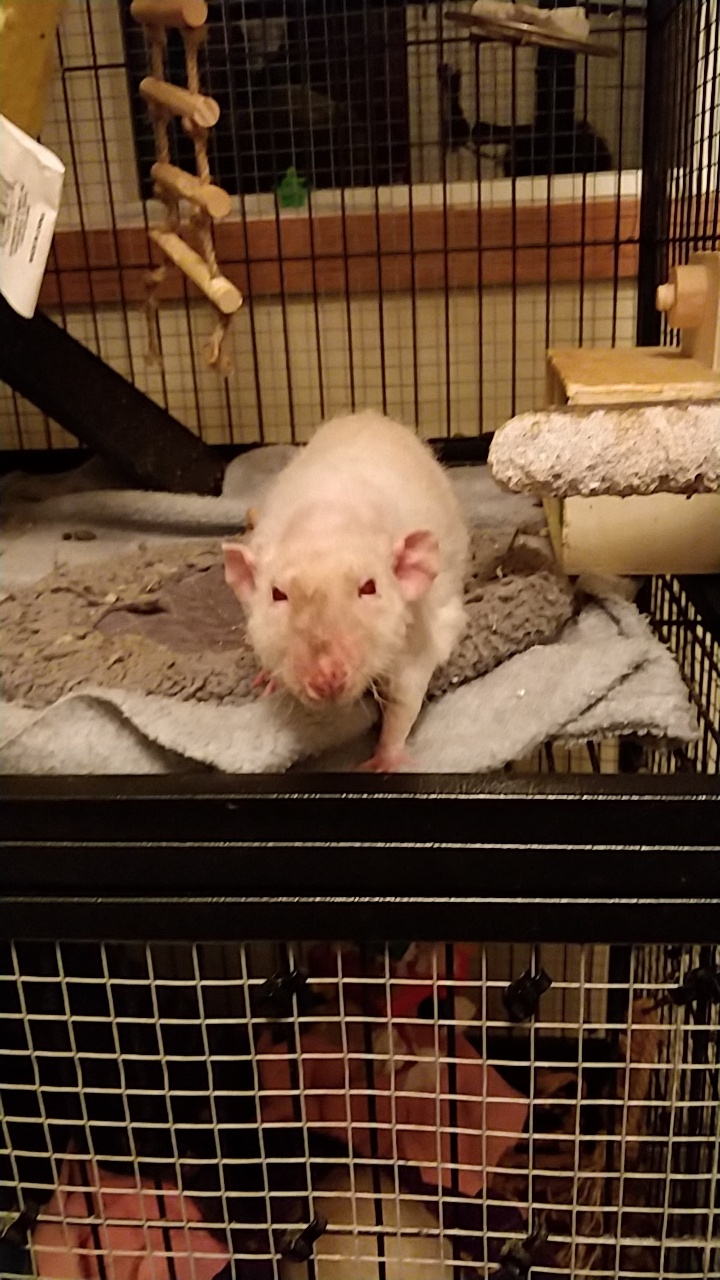 Baldwin Cautiously Approaching the Camera