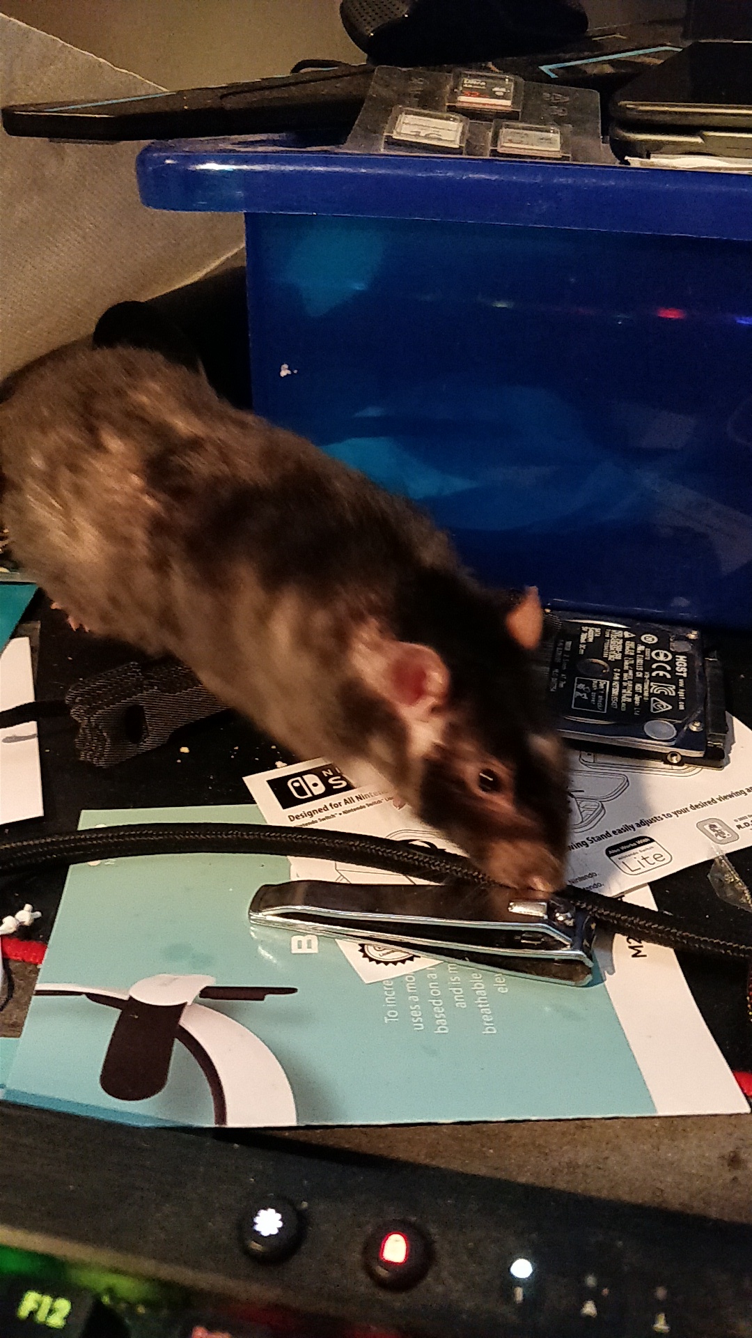 Toast wondering around on my desk