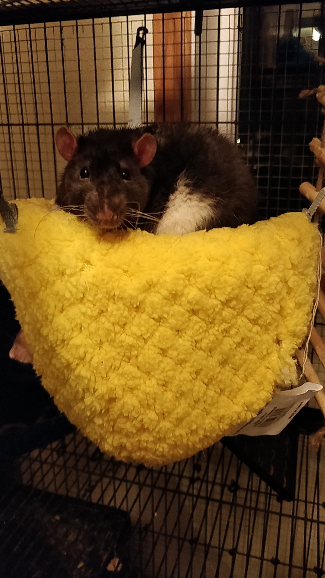 Julius chilling on the rat's beloved Pineapple hide aka hideaway toy